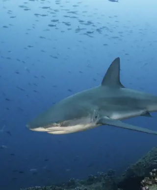 Tauche mit Grossfischen in Malpelo & Coiba